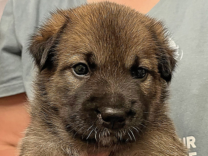 chinook puppy